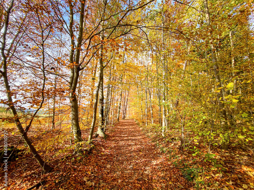 Fototapeta premium Bavarian Forest pathway at a golden October day