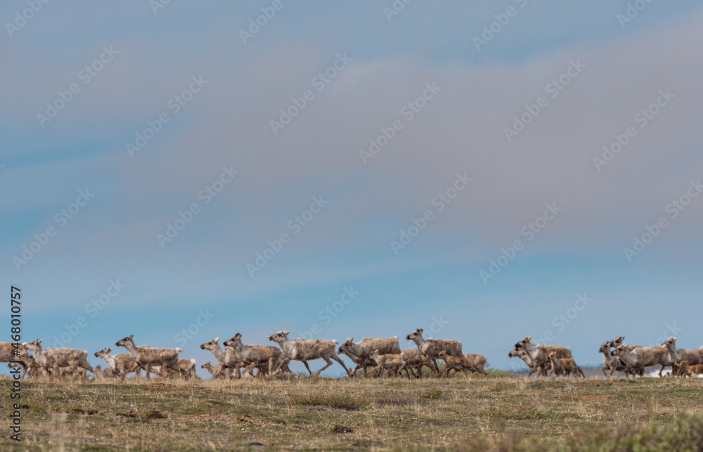 A herd of caribou (Rangifer tarandus) running across the tundra in Alaska's northwest arctic. A herd of caribou (Rangifer tarandus) running across the tundra in Alaska's northwest arctic.