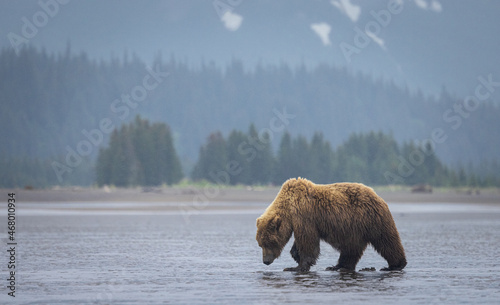 Photography A brown bear digs for clams on the coast of Lake Clark National Park, Alaska