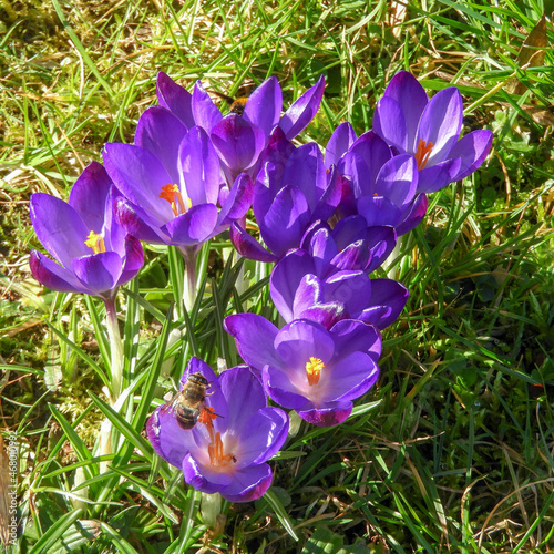 crocus