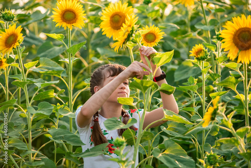 Girl in a field of sunflowers. A girl plays in a sunflower field on a sunny summer day. Blooming sunflower, summer vacation, nature