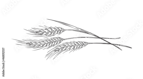 Monochrome wheat plant with grains, hand drawn vector illustration isolated.