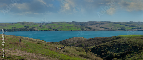 Young female Elk on the hillside in Point Reyes national park in view of the surrounding mountains and water inlets photo