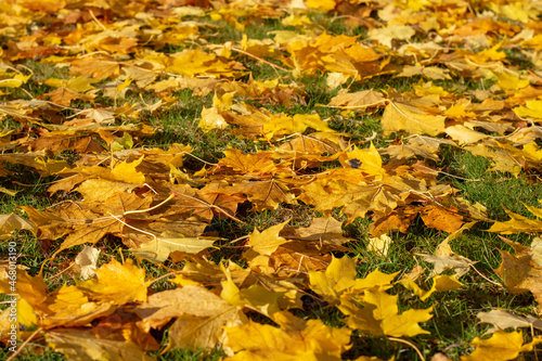 Fallen golden autumn Maple (Acer)  leaves on grass in sunny morning light. Yellow foliage. Selective focus.