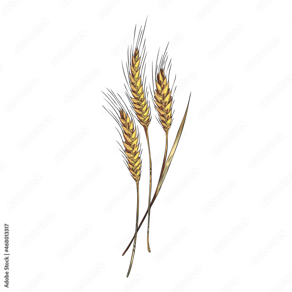 Wheat ears with leaves in colored sketch style, vector illustration isolated on white background. Wheat ears with leaves in colored sketch style, vector illustration isolated on white background.