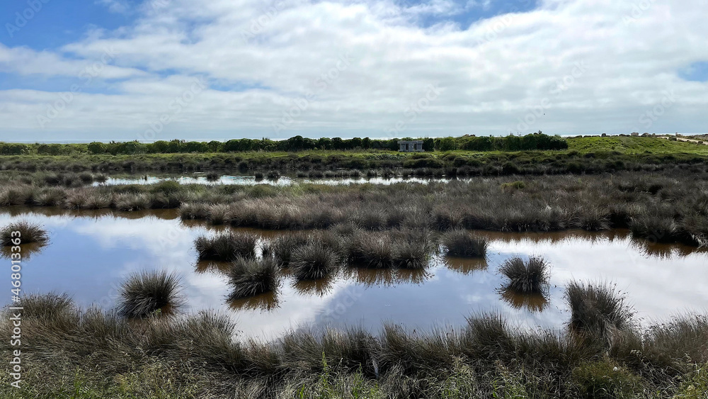 Wetlands conservation in New Zealand