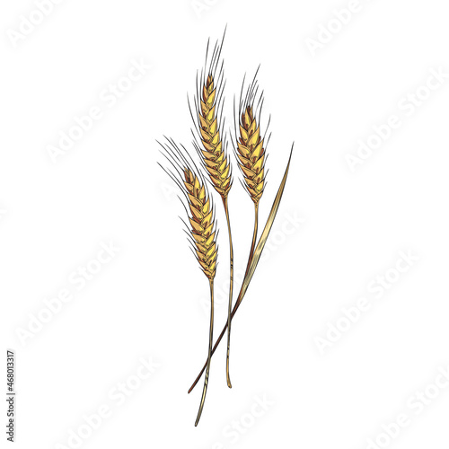 Wheat ears with leaves in colored sketch style, vector illustration isolated on white background.