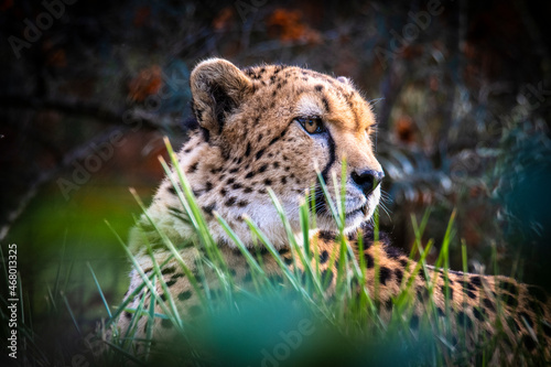 Close-up of cheetah sitting turning head round, portrait of cheetah