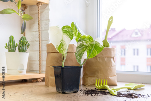 Monstera borsigiana albo variegata in a black pot for growing seedlings, garden tools, cacti and paper bags and scattered soil on the windowsill. Houseplant care concept, home garden, hobby.  photo