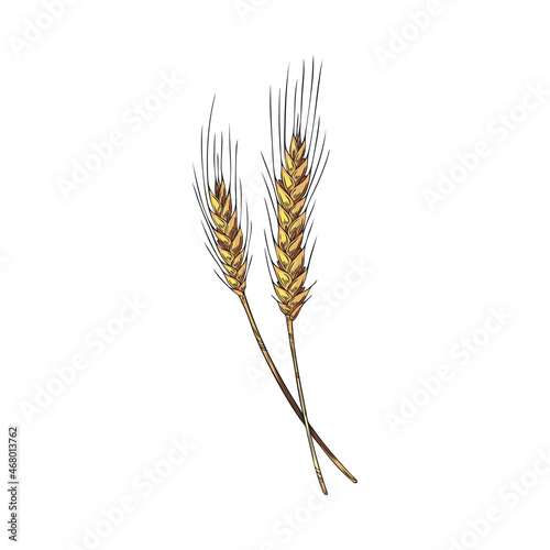 Wheat spikelets in colored sketch vector illustration isolated on white