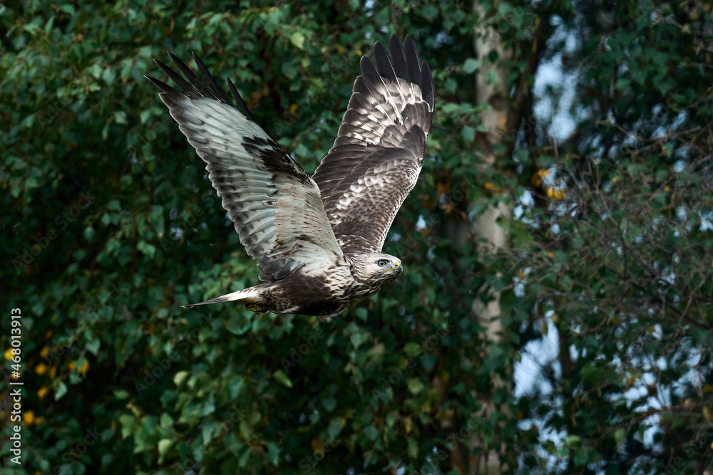 Fototapeta premium Rough-legged buzzard (Buteo lagopus)
