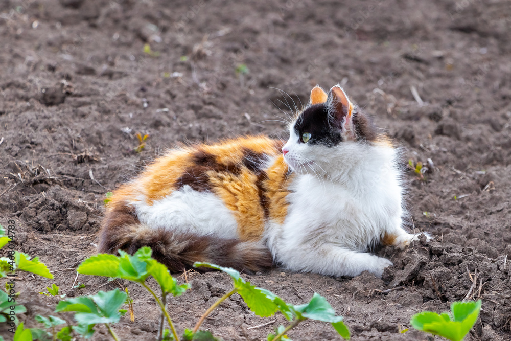 Fluffy cat with white, orange and black fur lies in the garden on the ground
