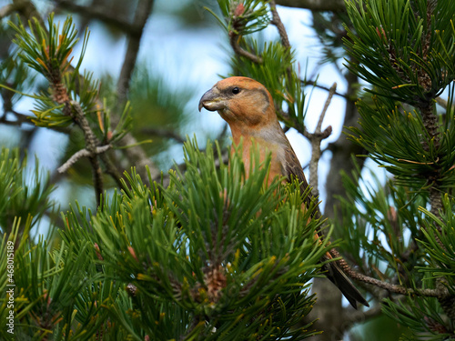 Parrot crossbill (Loxia pytyopsittacus) photo