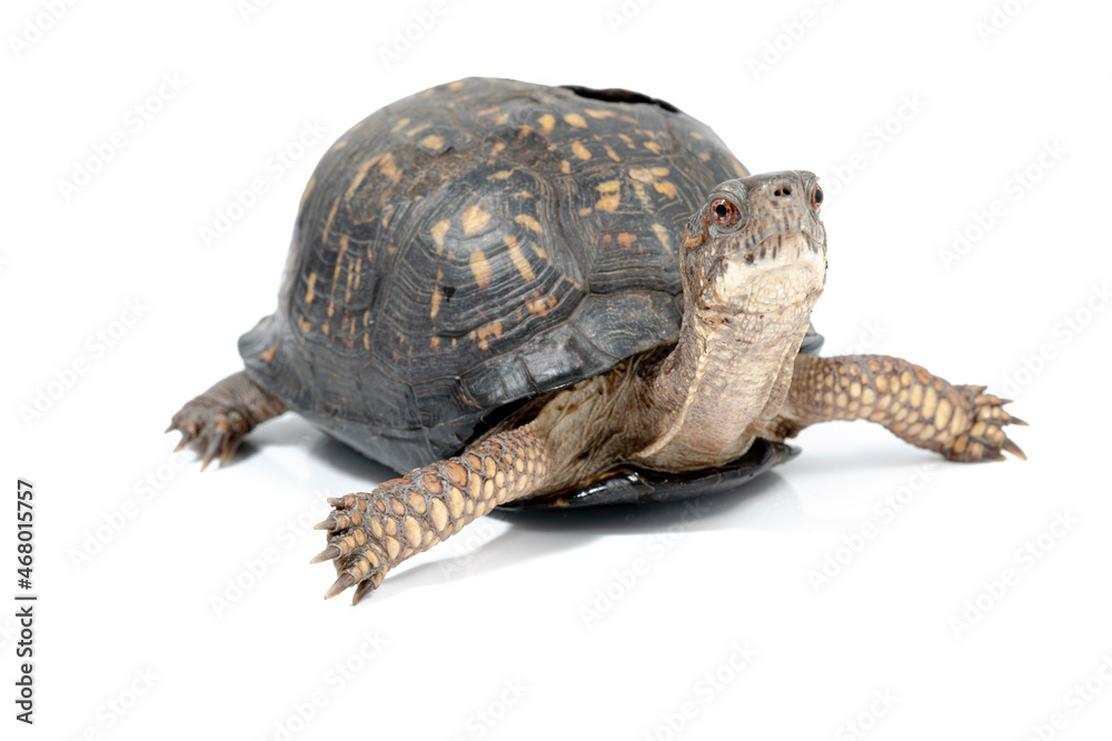 Obraz premium Eastern Box Turtle with healed shell injury from getting run over on a road