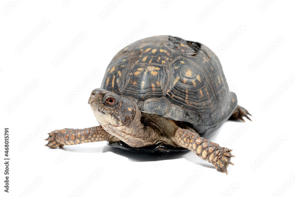 Fototapeta premium Eastern Box Turtle with healed shell injury from getting run over on a road