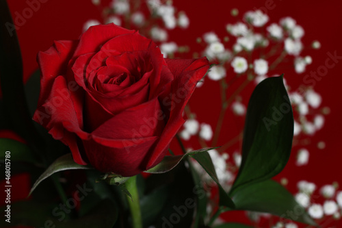 Red Rose on Red Velvet Background Close up
