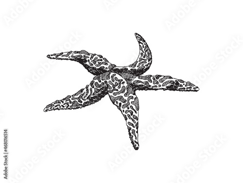 Starfish undersea animal engraving hand drawn vector illustration isolated.