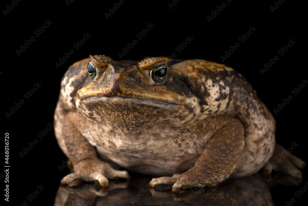 Giant marine cane toad isolated on white background Stock Photo | Adobe