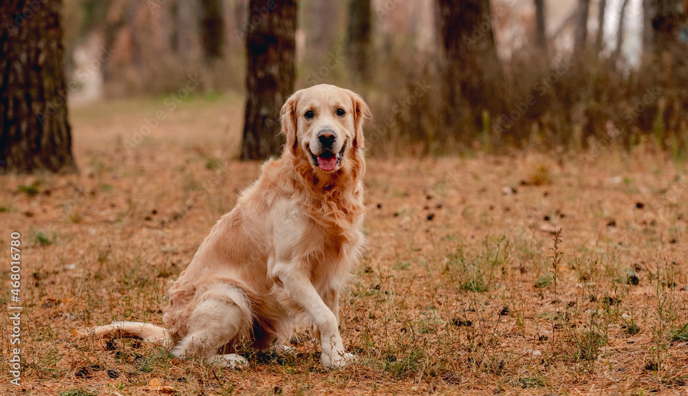 Golden retriever dog in autumn forest Golden retriever dog in autumn forest