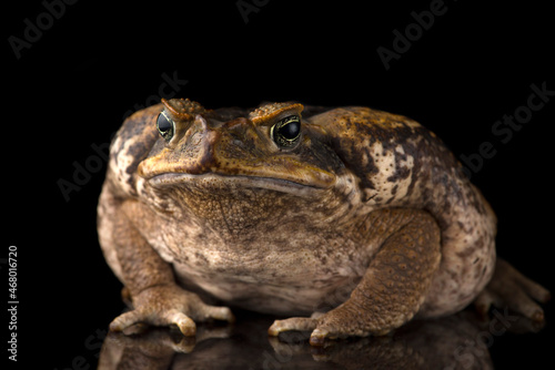 Giant marine cane toad isolated on white background