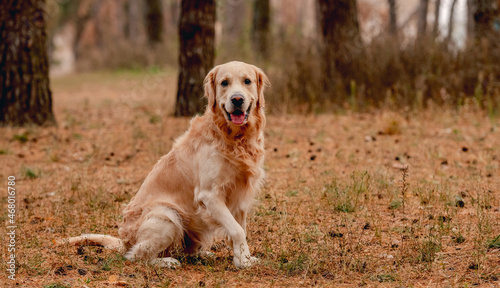 Golden retriever dog in autumn forest