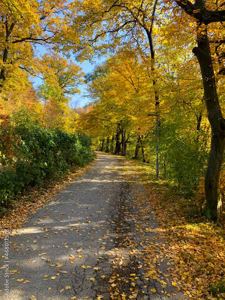 Naklejka premium Bunte Bäume im Herbst am Wienfluss Radweg, Österreich