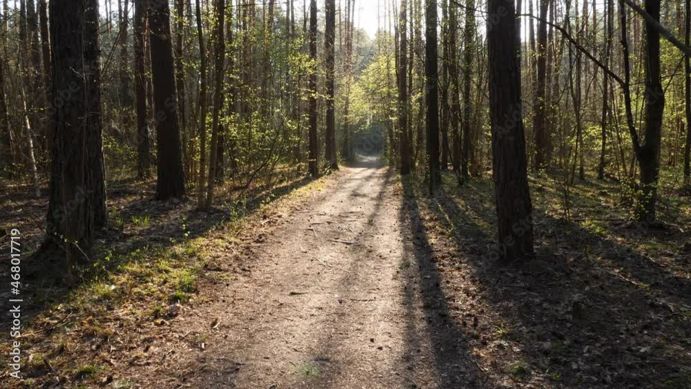Pov walking in the empty forest path, early spring nature. No people. Natural forest backdrop. Pov walking in the empty forest path, early spring nature. No people. Natural forest backdrop.