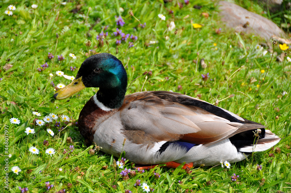 Einzelner Erpel liegt im grünen Gras Einzelner Erpel liegt im grünen Gras