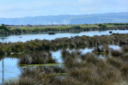 The East Clive Wetlands. New Zealand