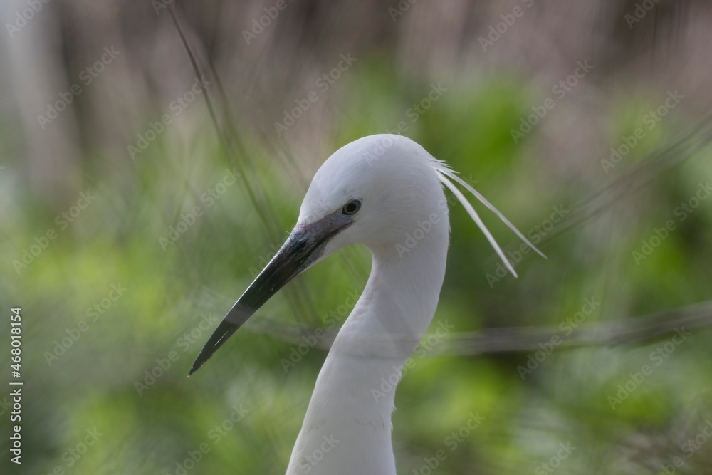 Little Egret Egretta garzetta in close view Little Egret Egretta garzetta in close view