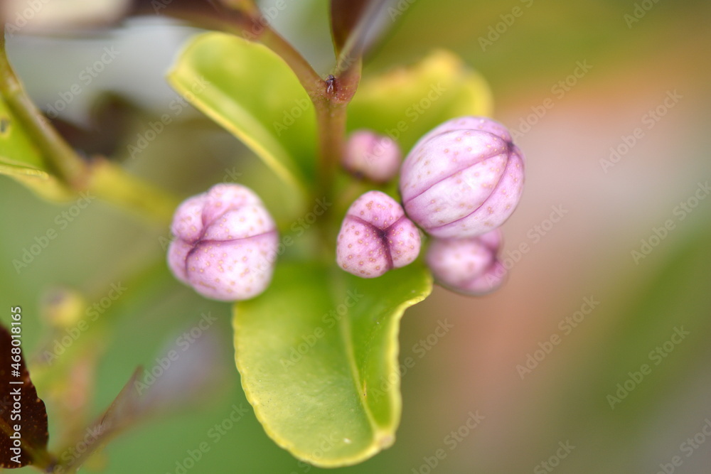 New lemon fruit buds burst into life New lemon fruit buds burst into life