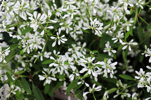Tableau sur toile Closeup of tiny flowers on spurge mounds