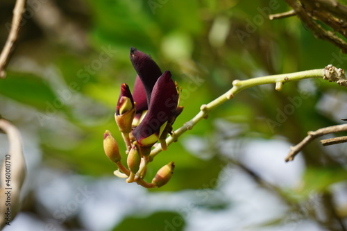 Erythrina fusca (Also purple coraltree, gallito, bois immortelle, bucayo) flower. Used as a traditional medicine for itching by boiling the leaves photo