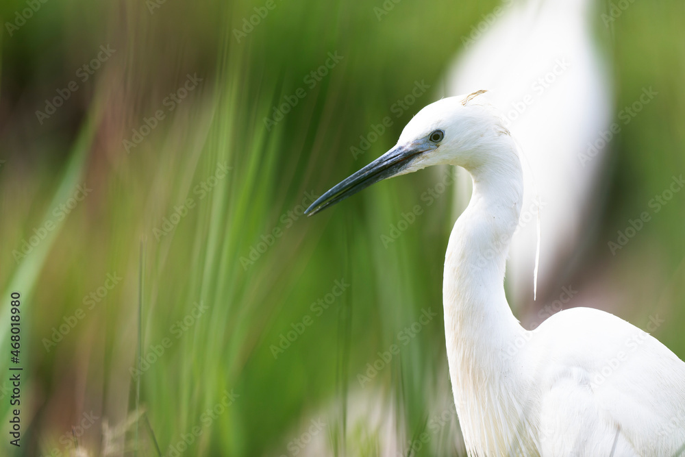 Little Egret Egretta garzetta in close view Little Egret Egretta garzetta in close view
