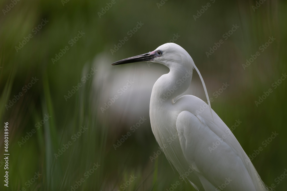 Little Egret Egretta garzetta in close view Little Egret Egretta garzetta in close view