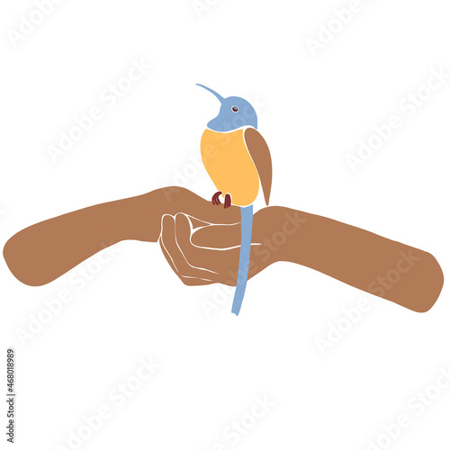 Colorful bird colibri on woman's hands. Wild yellow, blue hummingbird animal on White background. Symbol of help, protect and support