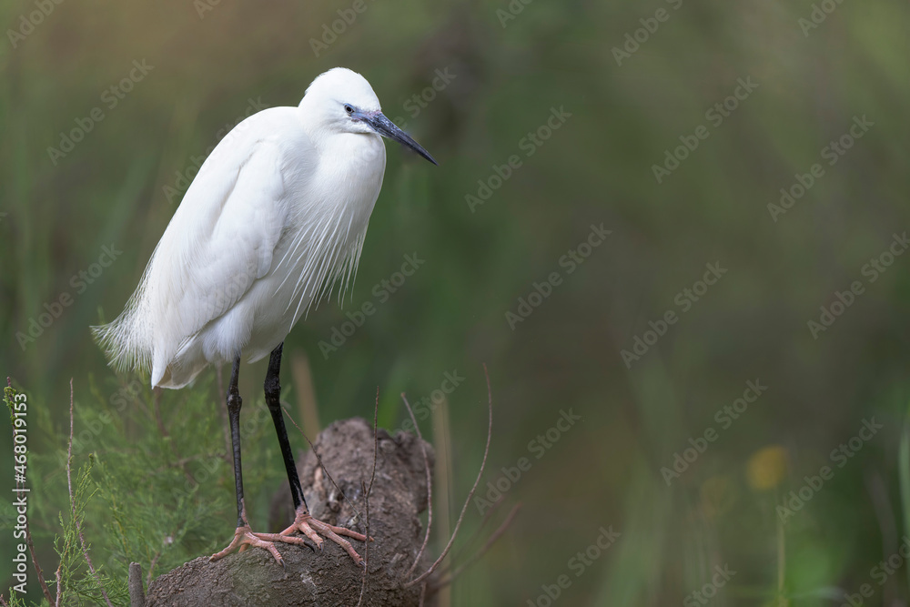 Little Egret Egretta garzetta in close view Little Egret Egretta garzetta in close view