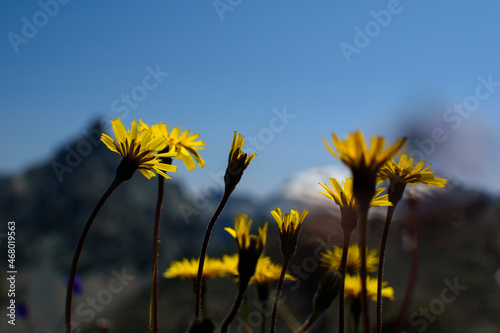 Des fleurs sur Montagne de Courchevel-France