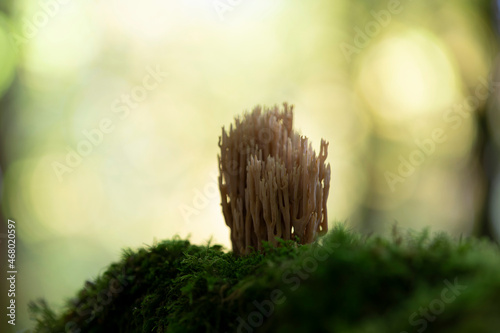 Coral fungus Ramaria in close view in forest photo