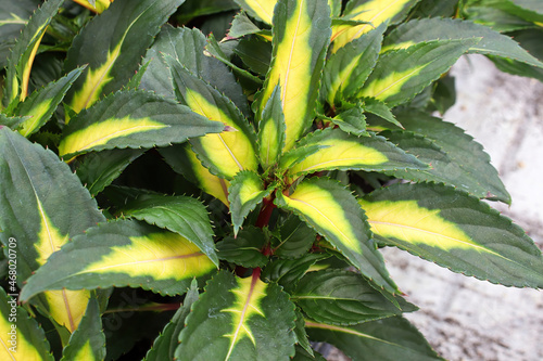 Variegated yellow and green leaves on inpatien plants photo