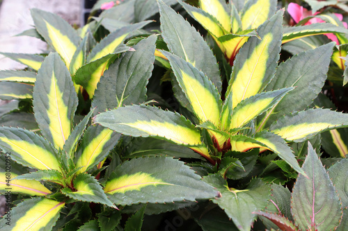 Variegated yellow and green leaves on inpatien plants photo