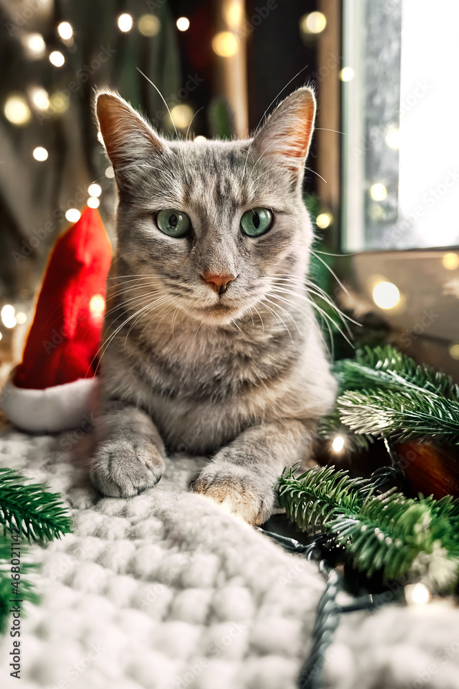 Cute tabby cat lying on woolen plaid near christmas tree with christmas lights in background. Happy winter holidays. Cute tabby cat lying on woolen plaid near christmas tree with christmas lights in background. Happy winter holidays.