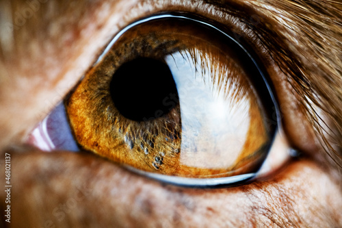 Dogs eye photo