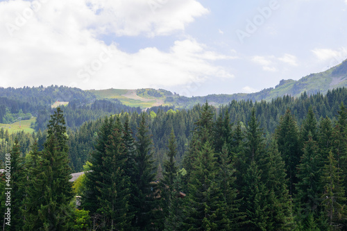 Sapins en montagne à Méribel en France © nada12
