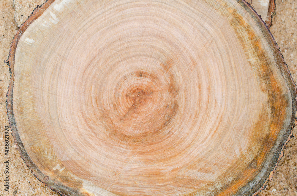 Fototapeta premium Cut a tree. Slice. Wooden slab. Tree rings of the trunk.