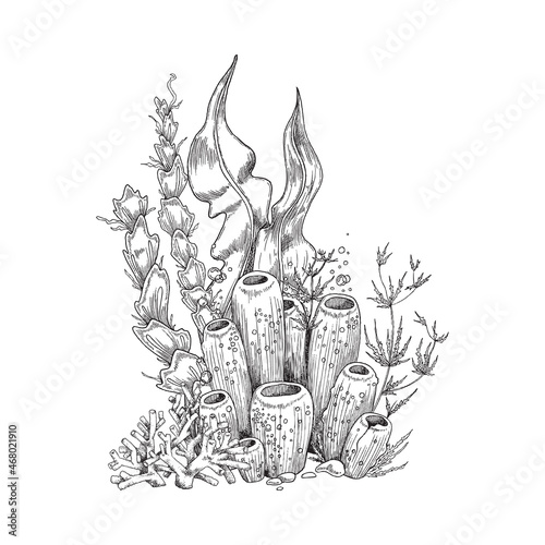 Underwater corals and seaweed or algae grass, engraving vector illustration.