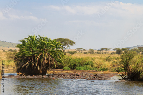 Group of hippos (Hippopotamus amphibius) in a river in Serengeti National Park, Tanzania. Wildlife of Africa