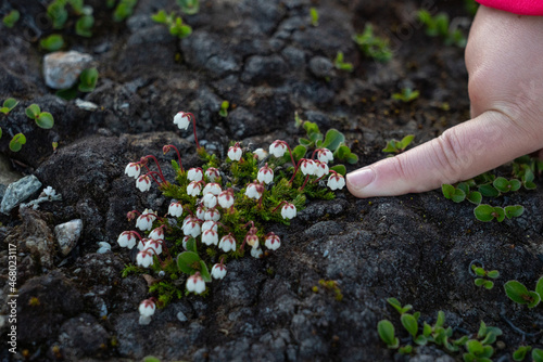 Moselyng (Harrimanella hypnoides) photo