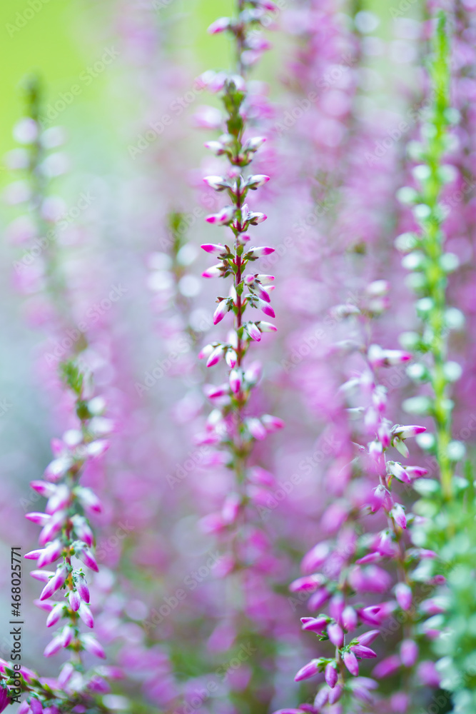 Closeup shot of pink heather flowers on a blurred background Closeup shot of pink heather flowers on a blurred background