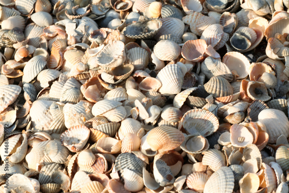 Shell beach. Texture of thousands seashells, background for a post, screensaver, wallpaper, postcard, poster, banner, cover, header for a website. High quality photo
